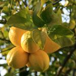 El BOE publica los contratos-tipo homologados de compraventa de limón y pomelo