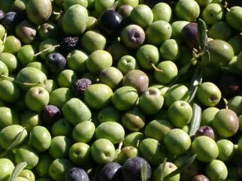 El COI eleva la cosecha mundial de aceitunas de mesa a 2,34 millones de toneladas