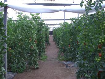 El control biológico en invernaderos aumenta de 250 hectáreas en 2005 a más de 20.000