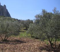 El FEGA paga ayudas a 1,36 millones de hectáreas de olivar de la campaña 2009-10