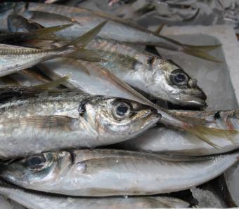 El FROM analiza las propiedades de "Los Omega-3 en los productos pesqueros"