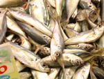 El FROM crea recetas fáciles y rápidas para fomentar el consumo de pescado en niños