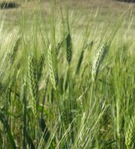 El IGC eleva su previsión mundial de cereales hasta los 1.777 millones de toneladas