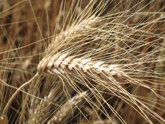 El IGC prevé una superficie mundial de trigo suba un 3% en 2011/12 por la escalada de precios