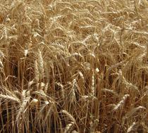 El IGC reduce su previsión mundial de cereales hasta los 1.745 millones de toneladas