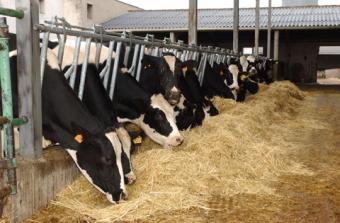 El MARM analiza con el sector las novedades en materia de alimentación animal