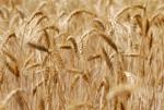 El MARM considera positiva la previsión de incremento de producción del 17% para los cereales de invierno en España en esta cam