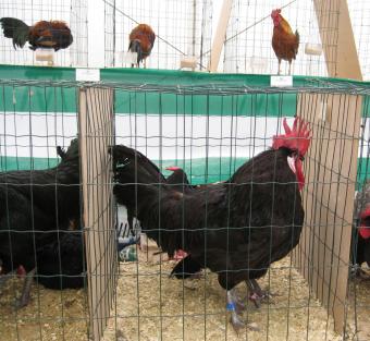 El MARM coordina la hoja de ruta para la adaptación del sector avícola de puesta a la normativa de bienestar animal