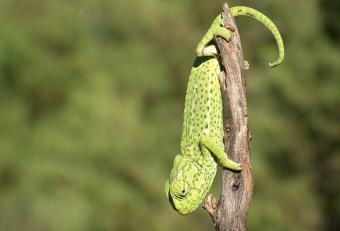 El MARM desarrolla la aplicación informática SIARE para el seguimiento de las poblaciones de anfibios y reptiles