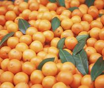 El MARM homologa el contrato para la compraventa de cosecha de naranjas y mandarinas para su comercialización en fresco