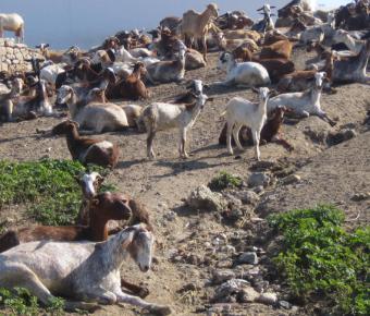 El MARM presenta una nueva Propuesta de Plan de Acción para la Leche de Cabra