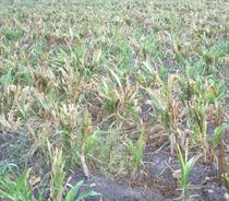 El MARM prevé que la superficie de maíz descienda un 2,4%, hasta alcanzar las 336.800 hectáreas