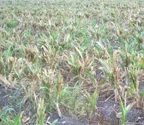 El MARM reduce su previsión sobre la producción de maíz hasta los 3,1 millones de toneladas