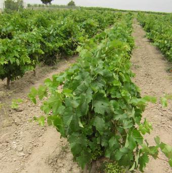 El MARM revisa a la baja la previsión de cosecha de uva y mosto hasta los 39,20 millones de toneladas
