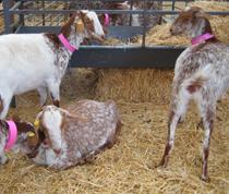El MARM se ha reunido con el sector caprino para impulsar un contrato homologado para el suministro de leche de cabra