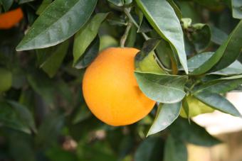 El mayor exportador de naranjas de España aumenta su presencia y producción en Huelva
