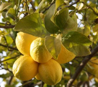 El naranjo amargo, el limonero y el laurel son los árboles más eficientes en la absorción de CO2