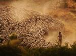 El pastoreo, una opción de futuro
