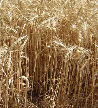 El precio del trigo duro se apunta otra bajada del 6,3% en la última semana
