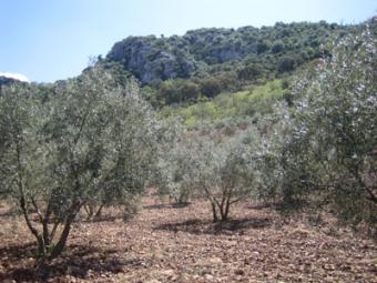 El sector del olivar se movilizará el próximo 18 de marzo