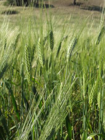 El seguro en cereales aumenta del 1 de marzo al 15 de abril de 2011 más del 160%