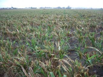 El USDA eleva la previsión de existencias mundiales de trigo pero reduce la de maíz