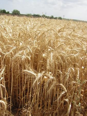 El USDA eleva su previsión de las existencias finales de trigo y maíz en 2011/12