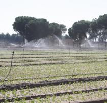 El volumen de agua de regadío utilizado en la agricultura bajó un 5,5% en 2008