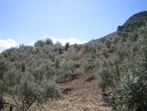 Elena Espinosa destaca que España es líder en producción, superficie cultivada y exportación de aceite de oliva