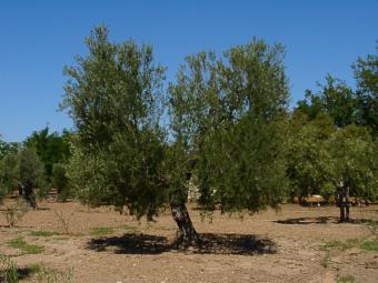 España consigue que la Comisión Europea active los mecanismos para el almacenamiento privado del aceite de oliva