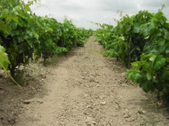 España es el primer país del mundo en superficie plantada de viñedo