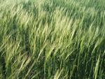 España producirá menos trigo, pero más cebada en 2010, según previsiones CE