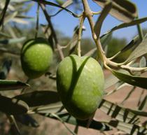 Expertos internacionales analizarán la situación del olivar durante la Feria de Montoro