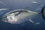 Flota y almadrabas capturan 79,83% de cuota inicial de atún rojo hasta el 1 agosto