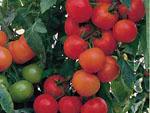 Hortyfruta estima en 70 millones las pérdidas por el tomate de Marruecos