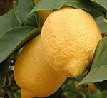 La campaña de limón de España comienza con 27 exportadores certificados por AILIMPO