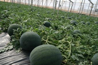 La campaña de melón y sandía prosigue con producciones similares a las de 2010
