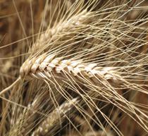 La campaña de trigo duro de 2009 se cierra con una reserva de 500.000 toneladas