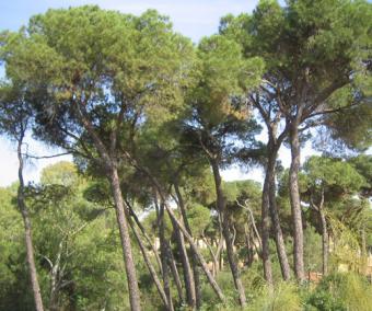 La CE concede a España 290.000 euros para combatir el gusano del pino
