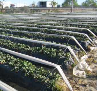 La competitividad de la fresa onubense destaca gracias a la relevancia del control biológico