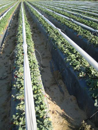 La empresa Agrobot culmina en Adesva un robot cosechador de fresas que exportará para su uso en Estados Unidos