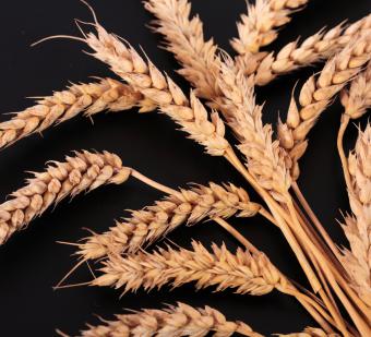 La fortaleza de los futuros del trigo y maíz continúa y se traslada a España