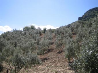 La Junta andaluza promete insistencia y perseverancia para lograr el almacenamiento del aceite de oliva