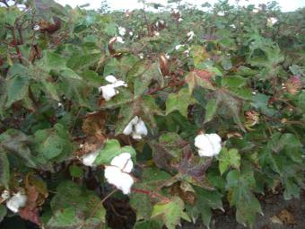 La Junta aplica nuevas medidas para facilitar la campaña del algodón 2011/2012