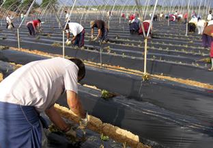 La Junta aporta en Granada 5,8 millones de euros al Programa de Fomento del Empleo Agrario