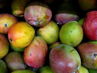 La Junta concede ayudas para ampliar la principal vendedora de mango de España