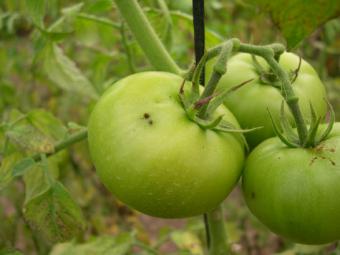 La Junta confirma éxito del control integrado de la Tuta en tomate para consumo en fresco