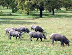 La Junta inmoviliza en Sevilla 17.400 kilos de embutido que no cumplen las normas de calidad de cerdo ibérico