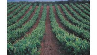 La Junta, satisfecha con la defensa del MARM de los derechos de plantación de viñedos