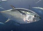La Junta y Banesto invierten 2 millones en el primer centro en España para la cría en cautividad del atún rojo